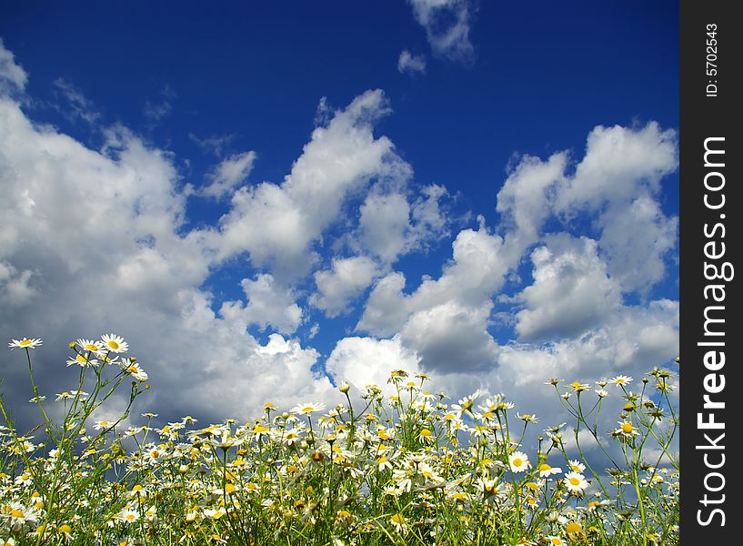 Camomile flowers on cloudy sky