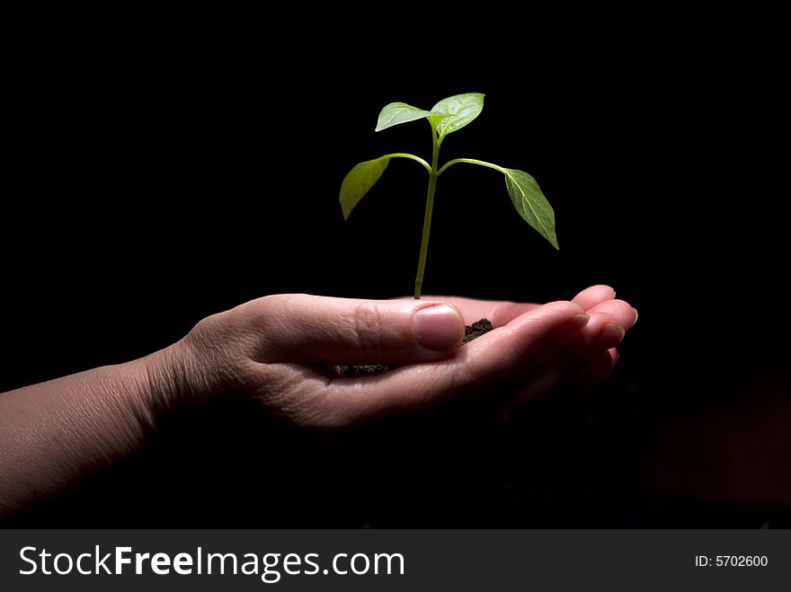 Hands holdings a little green plant on a black background. Hands holdings a little green plant on a black background