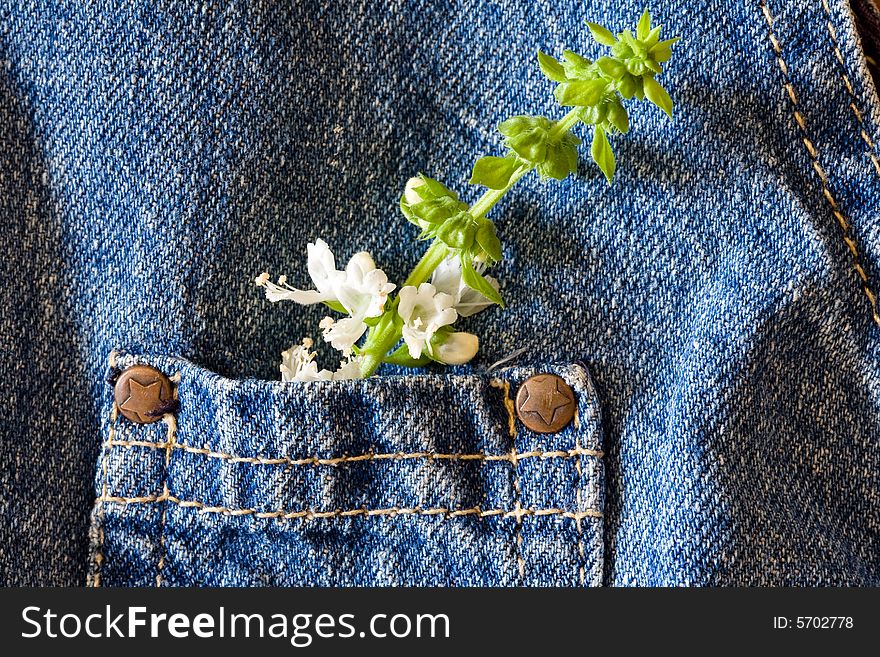 Green basil leaf on blue jeans kid pocket