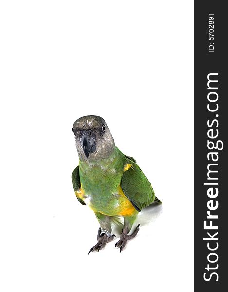 Green parrot isolated on a white background