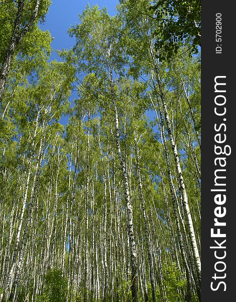 Birch on a background of a wood