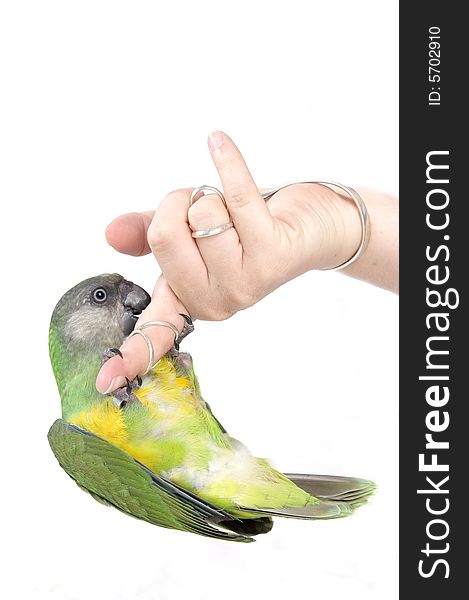 Green parrot hanging upside down on a human finger