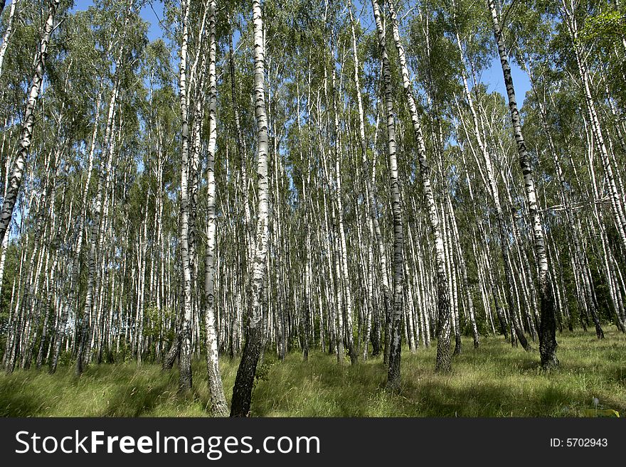 Birch on a background of a wood