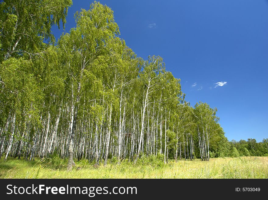 Birch on a background of a wood