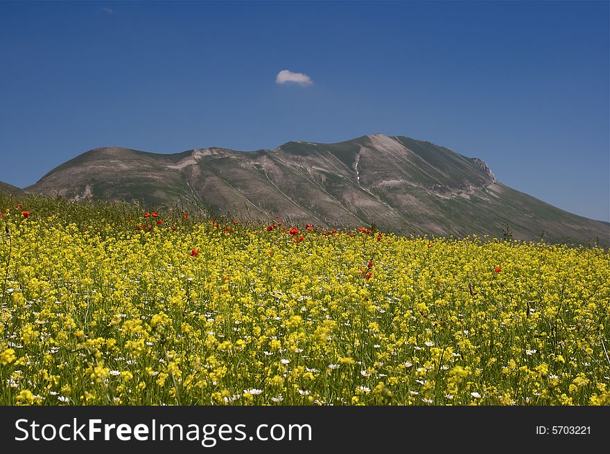 Photo of the Vettore mountain during the bloom