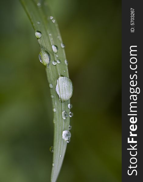 Grass blade with drops of dew