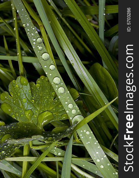 Grass blade with drops of dew