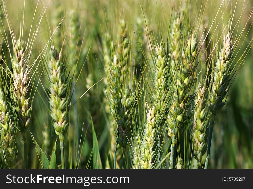 Ripe wheat ears in summer field, horizontal, blurry background. Ripe wheat ears in summer field, horizontal, blurry background.