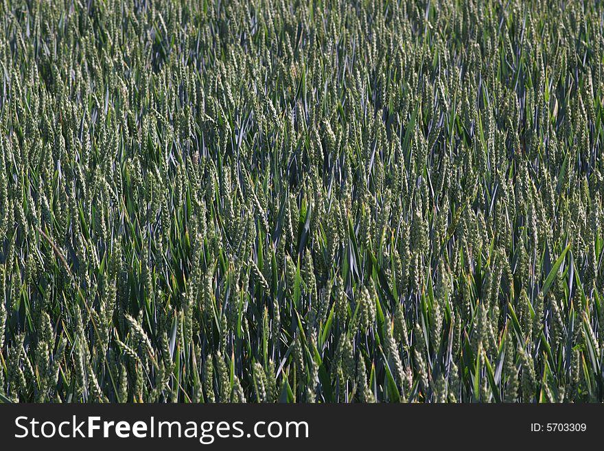 Ripe wheat ears in summer field, horizontal, close. Ripe wheat ears in summer field, horizontal, close.