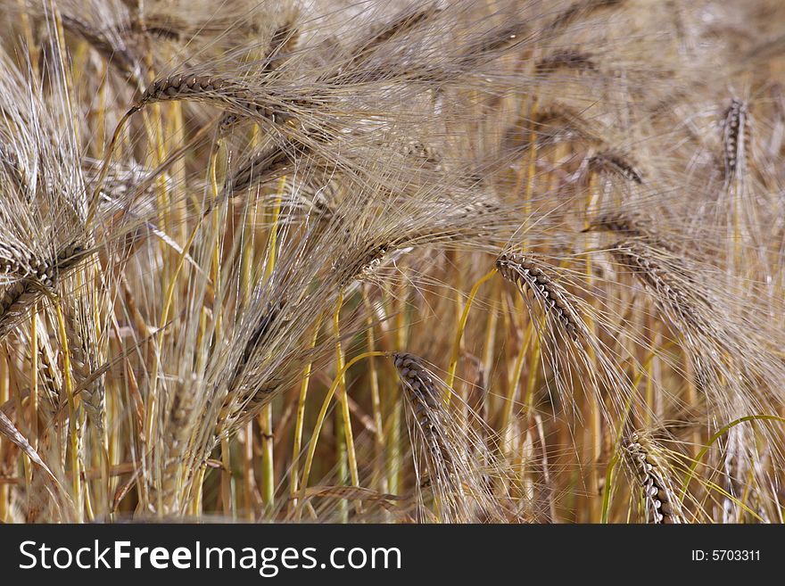 Ripe wheat ears in summer field, horizontal, close, blurry background. Ripe wheat ears in summer field, horizontal, close, blurry background.