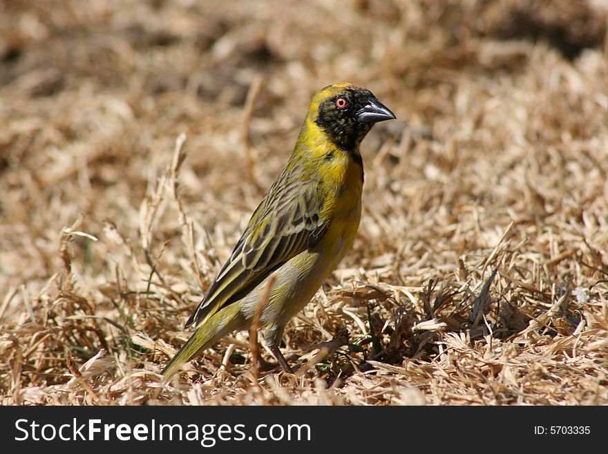 A yellow South African Weaver bird standing in the grass.