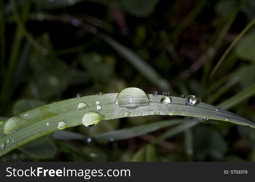 Grass blade with drops of dew