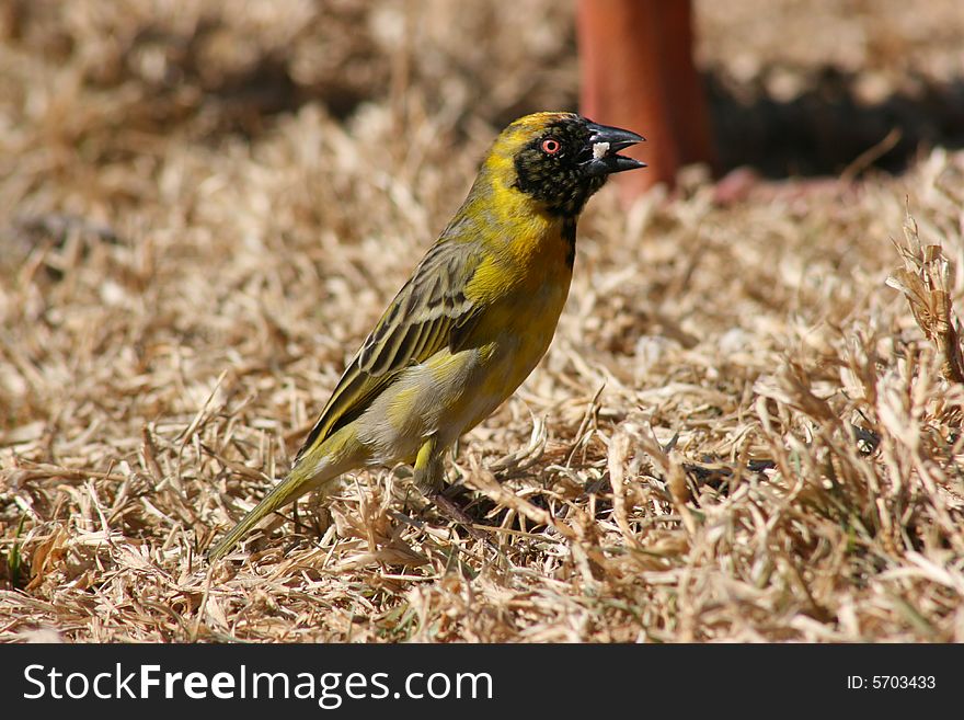 A yellow South African weaver bird eating bread.