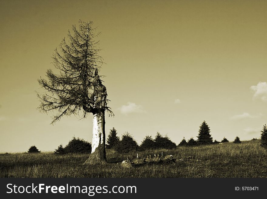 Lonely dried tree in sepia tones. Lonely dried tree in sepia tones