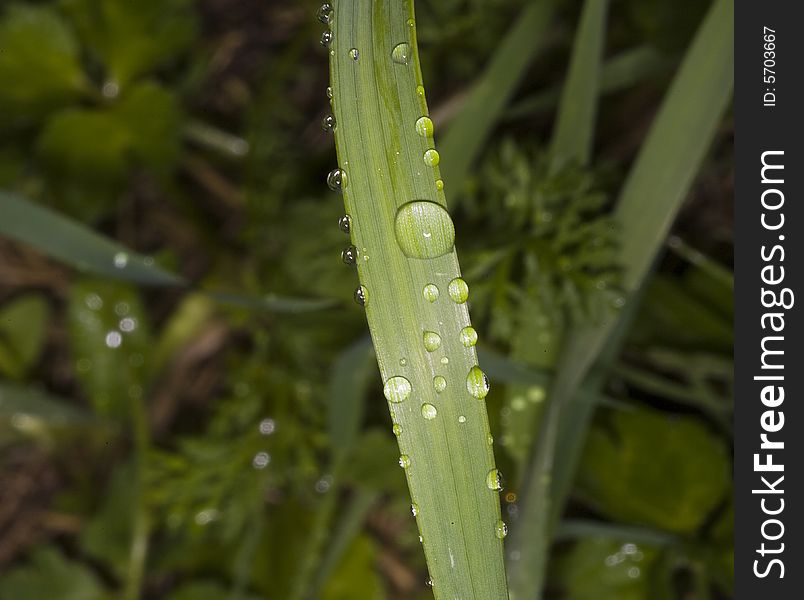 Grass blade with drops of dew