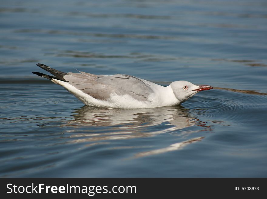 A gull swimming on a lake.