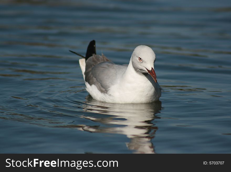 A white and grey gull floating in the blue water.