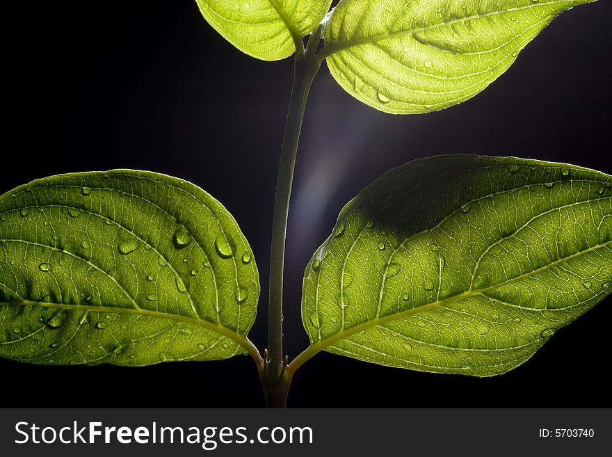 Leaves with drops of dew