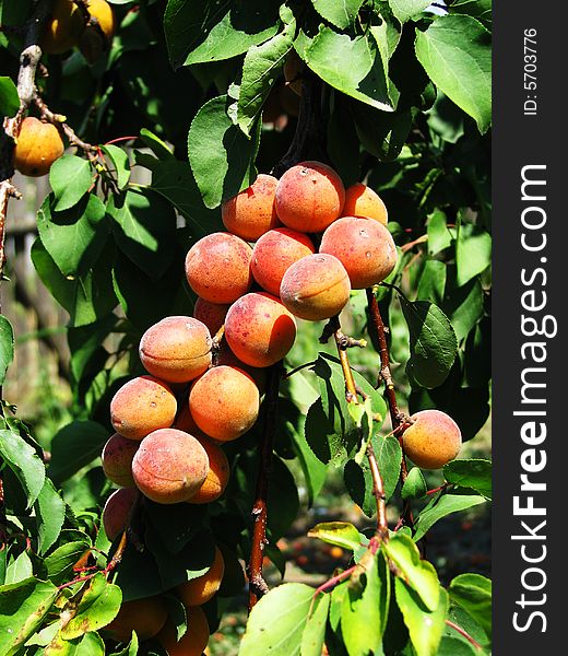 Apricots on a branch in the sun. Apricots on a branch in the sun