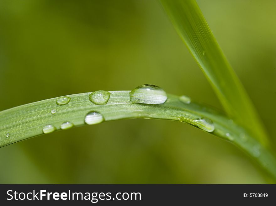 Grass blade with drops of dew