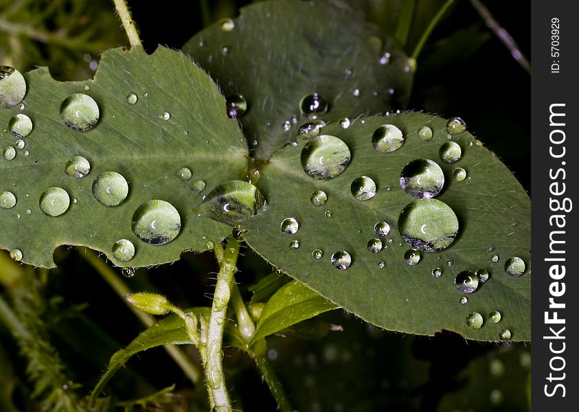 Leaves with drops of dew