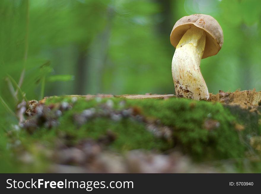Mushroom standing on a stump in the forest. Mushroom standing on a stump in the forest