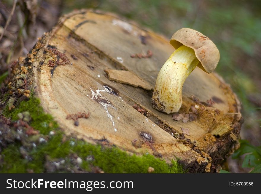 White mushroom in the forest on a stump. White mushroom in the forest on a stump