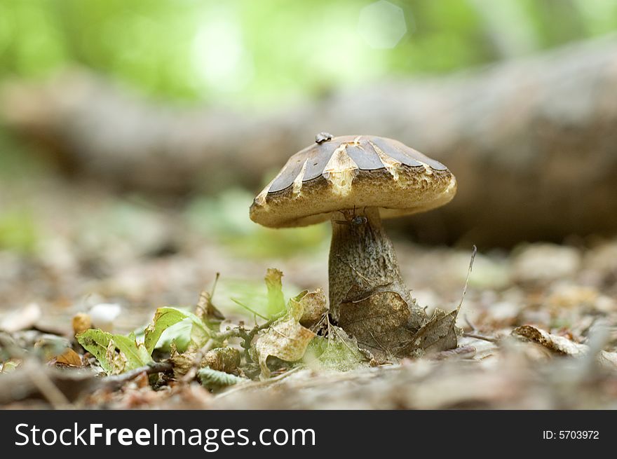Mushroom On The Leaves