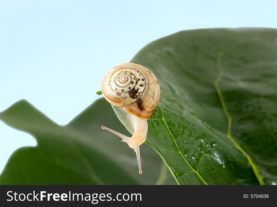 The snail crawl on green leaf