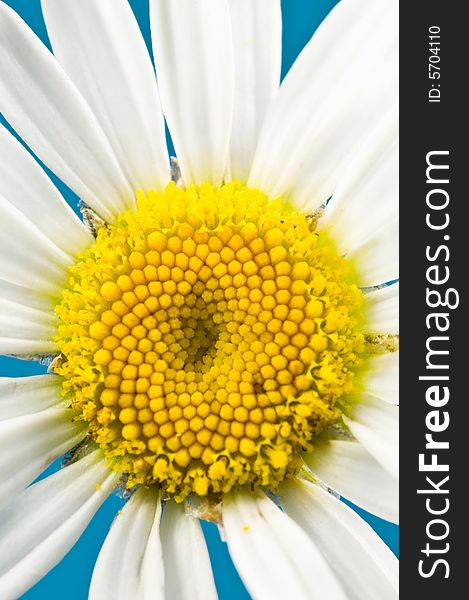 Close up on Marguerite flower