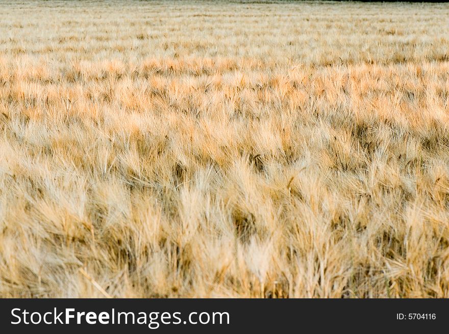 Wheat Close-up