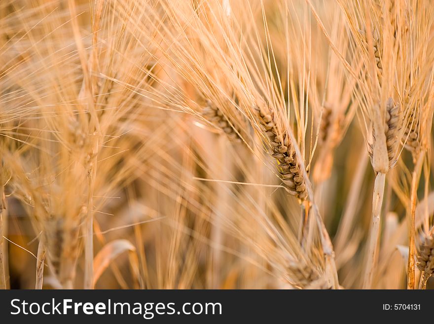 Wheat Close-up