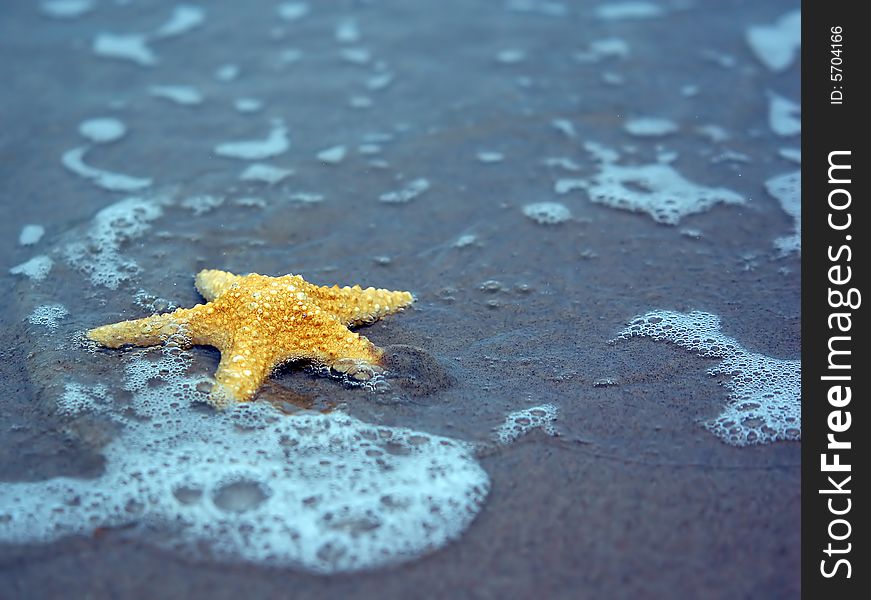 Starfish on the tropical beach