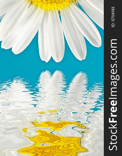 Marguerite petals with water reflection. Marguerite petals with water reflection