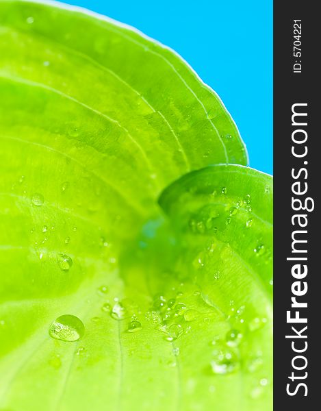 Fresh green leaf with waterdrops on blue background. Fresh green leaf with waterdrops on blue background
