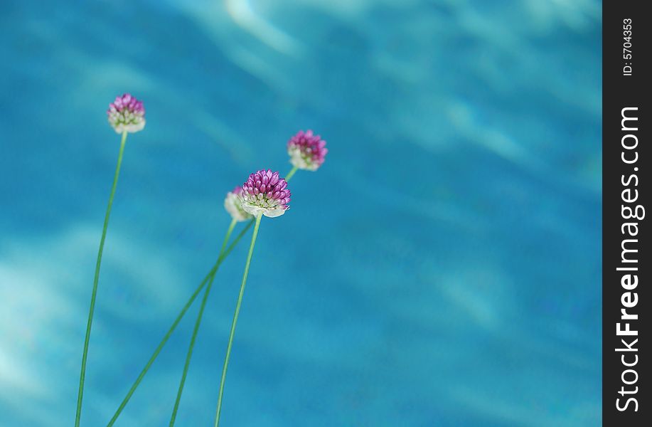 Drumstick Allium over pool water