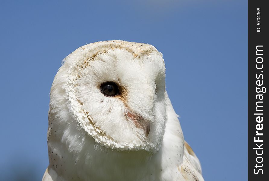 A close up of a captive barn owl