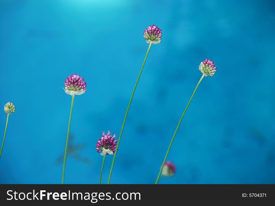 Drumstick Allium over pool water