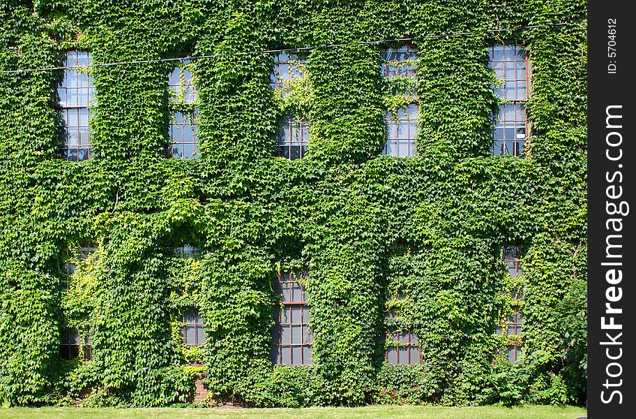 Ivy-covered wall of a two-storey industrial building, horizontal