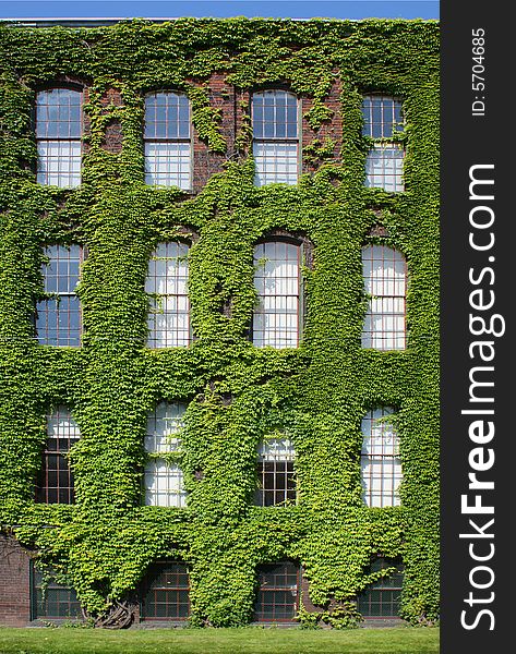 Ivy-covered wall of a four-storey industrial building, vertical. Ivy-covered wall of a four-storey industrial building, vertical