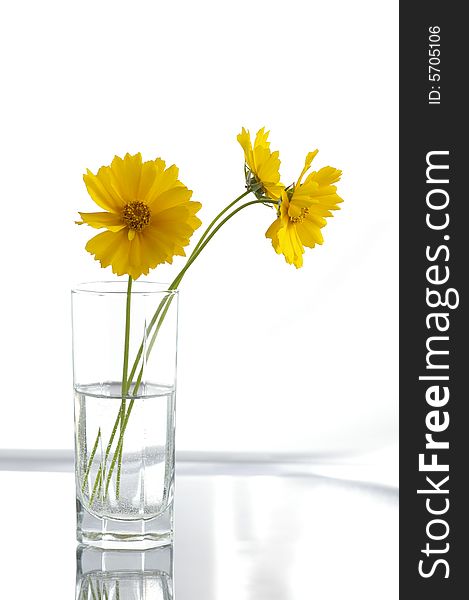 Three yellow flowers in the container with the water against the bright background. Three yellow flowers in the container with the water against the bright background