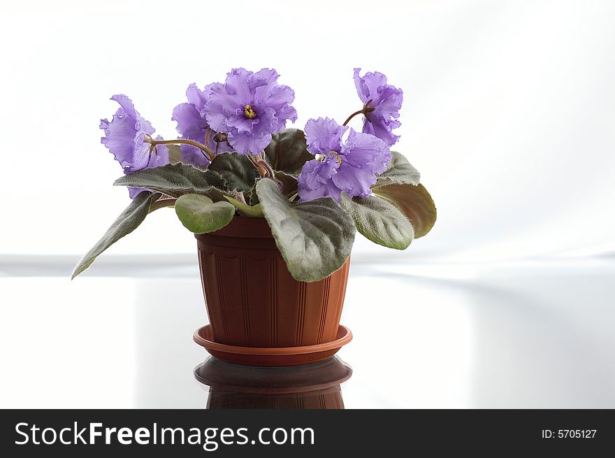 Room flower pot with the violets against the bright background. Room flower pot with the violets against the bright background