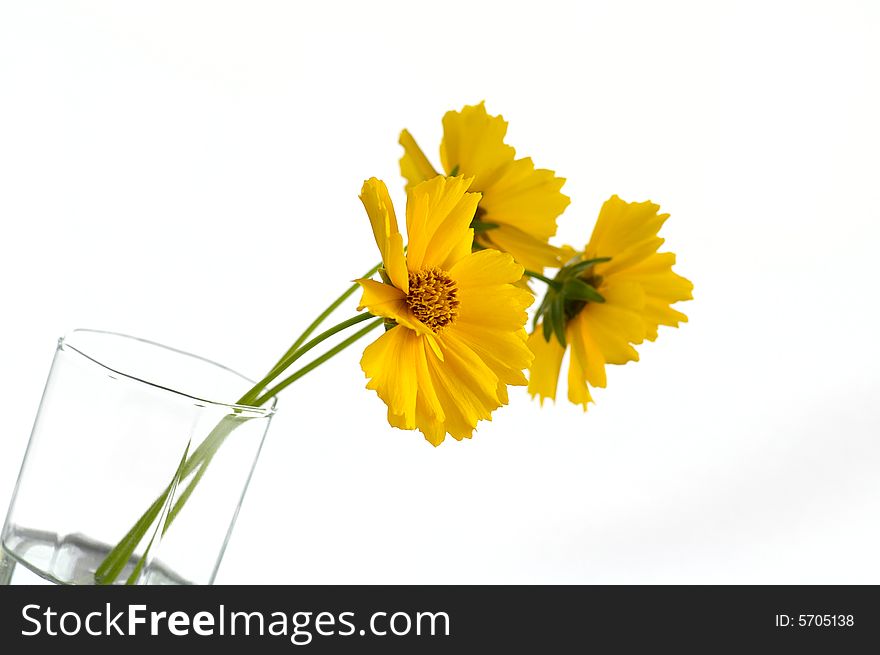 Three yellow flowers in the container with the water against the bright background. Three yellow flowers in the container with the water against the bright background