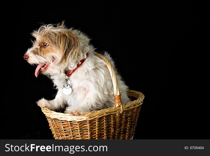 A mixed breed dog sits in a basket on black background. A mixed breed dog sits in a basket on black background.
