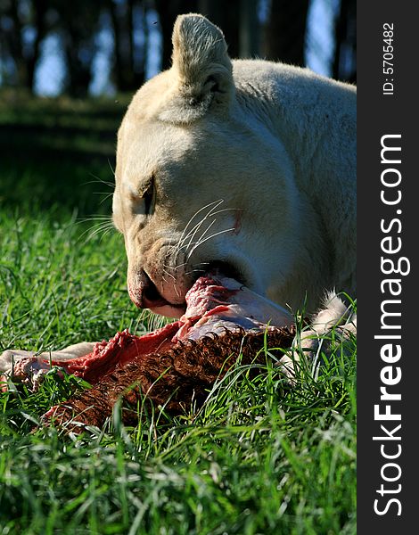 A white lion lying down and eating a her kill. A white lion lying down and eating a her kill