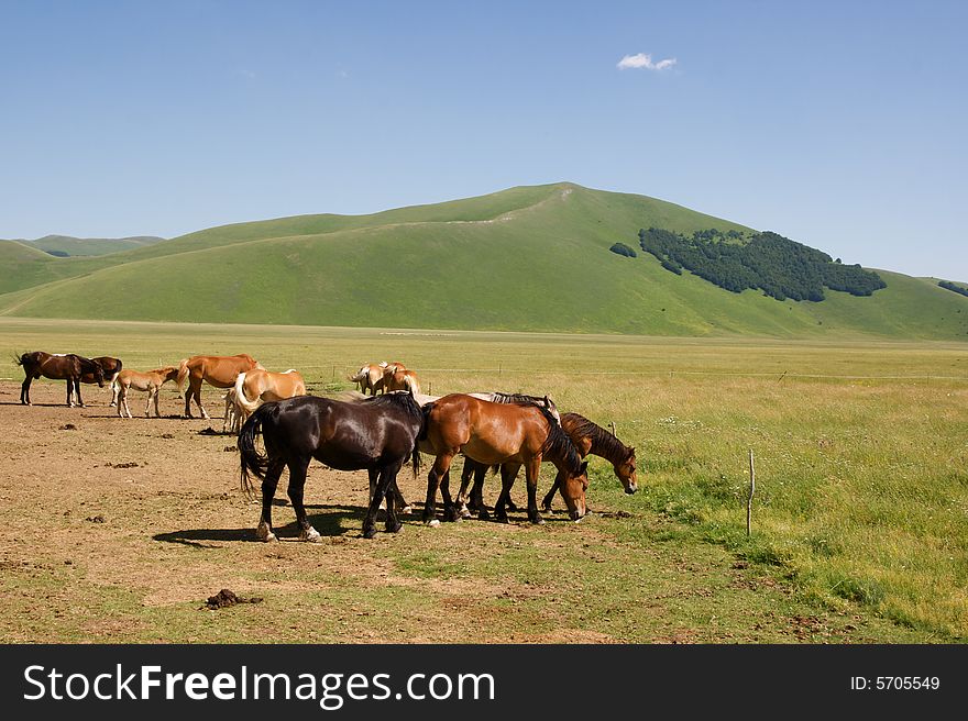 Wild horses running on green glade in the mountains