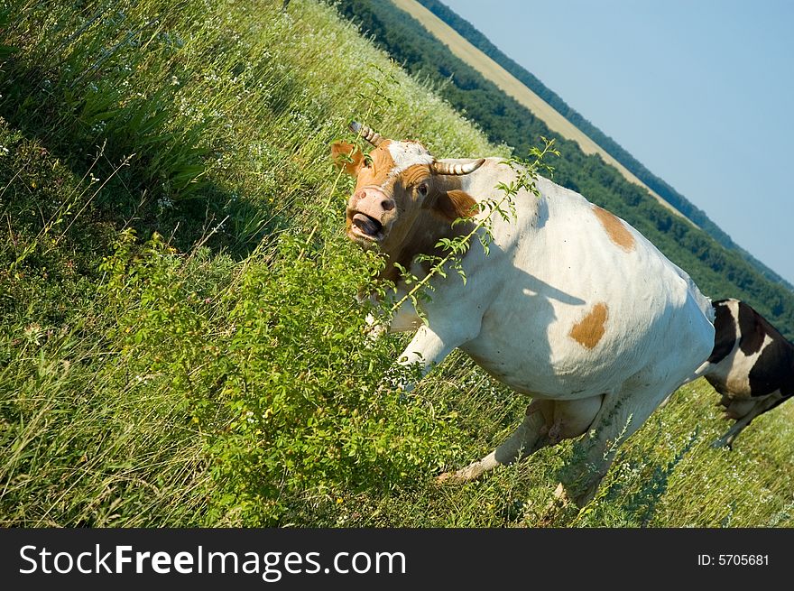 The cow on a meadow opened mouth. The cow on a meadow opened mouth