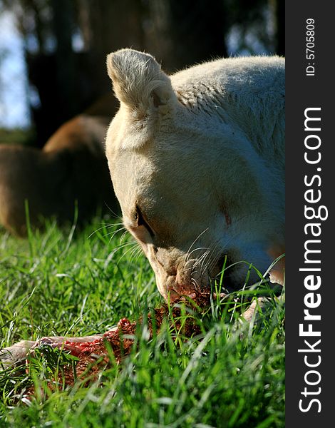 A white lion lying down and eating a her kill. A white lion lying down and eating a her kill