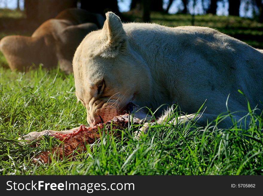 A white lion lying down and eating a her kill. A white lion lying down and eating a her kill