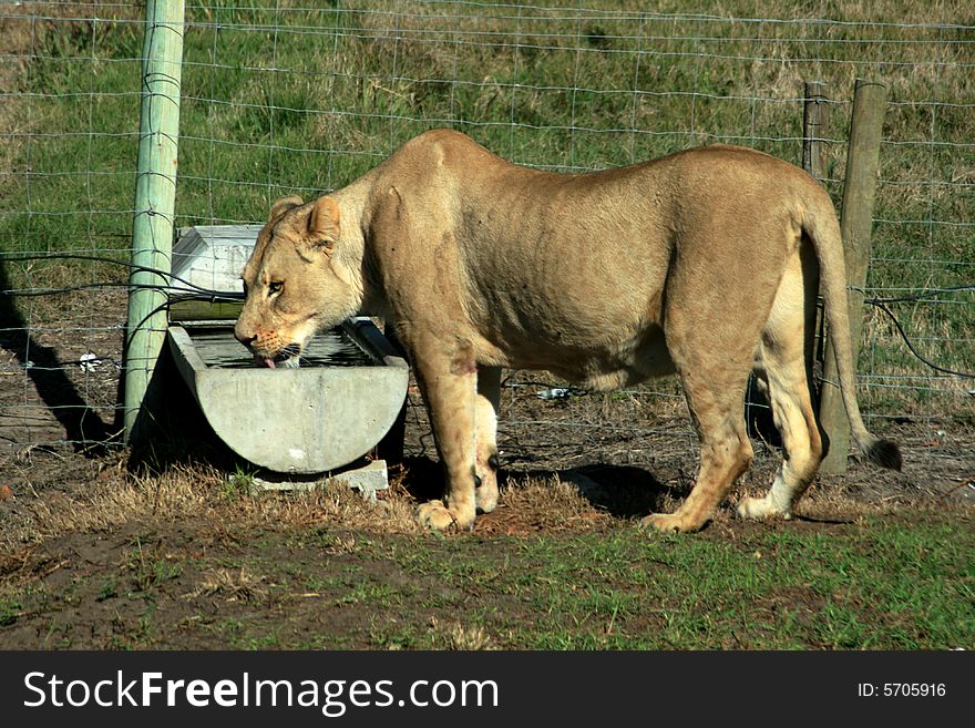 A lioness drinking water out of a trough in a lion park. A lioness drinking water out of a trough in a lion park